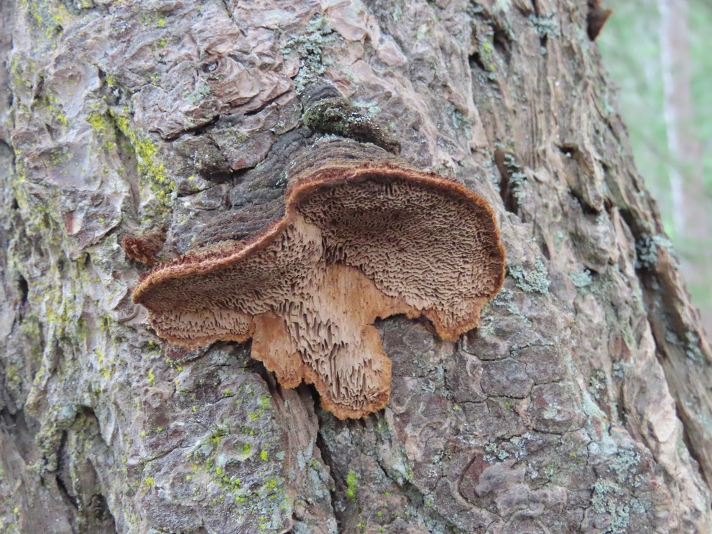 Porodaedalea pini · April 2026 · photo: © enspring (iNaturalist, cc0)