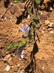 Scaevola humilis