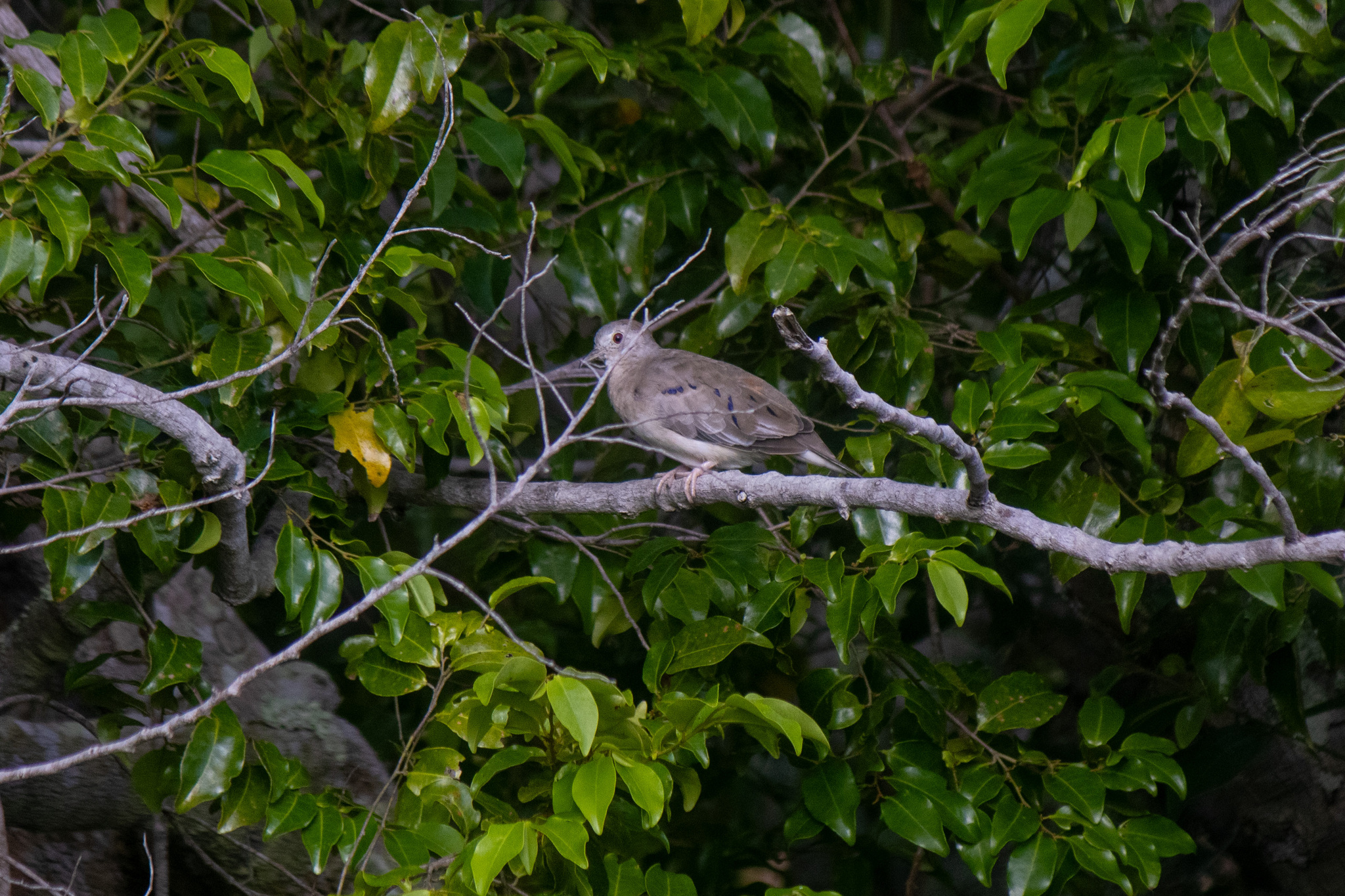 Plain-breasted Ground Dove (Columbina minuta), photo 4