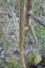 Colutea arborescens