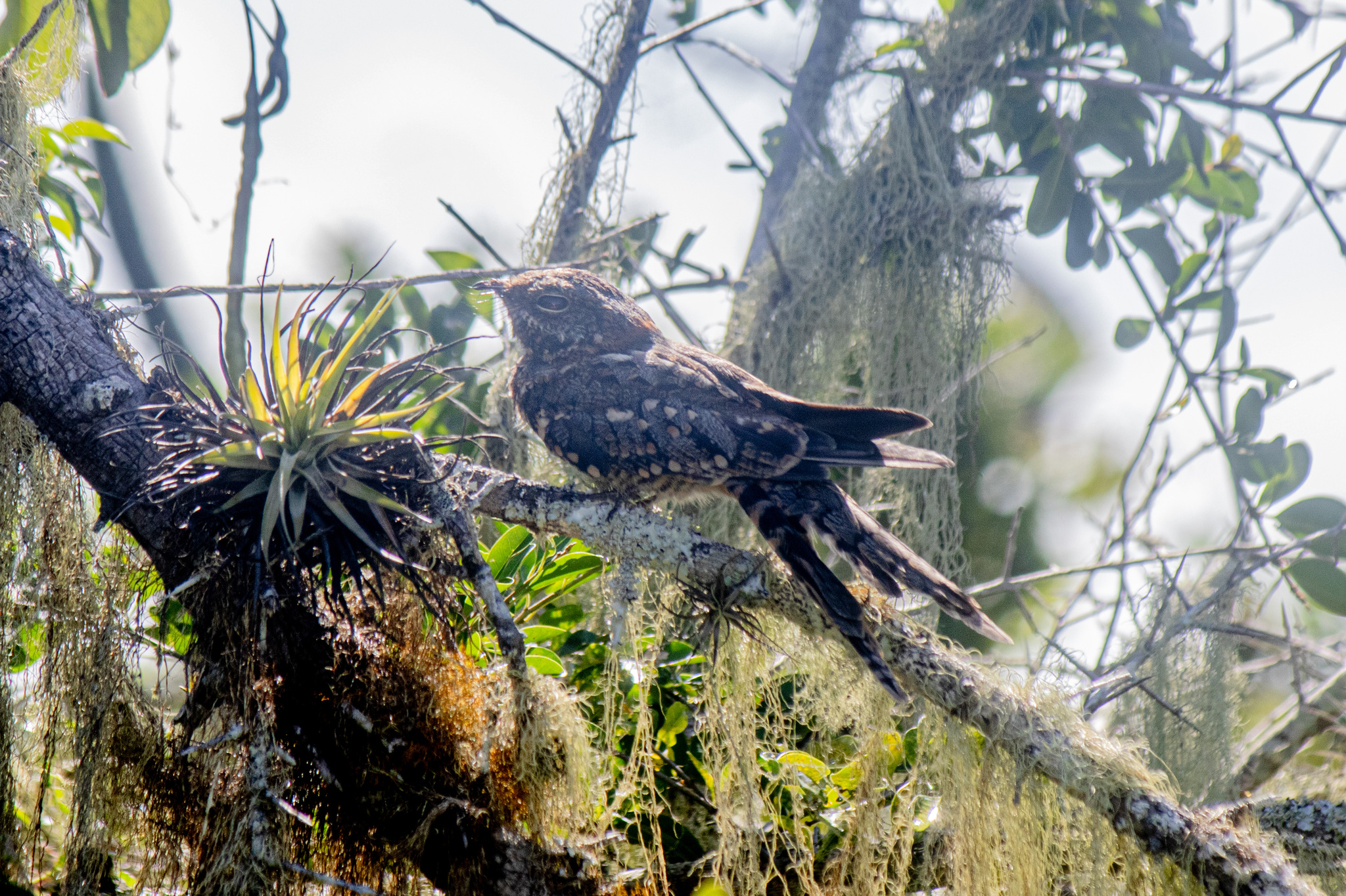 Little Nightjar (Setopagis parvula), photo 8