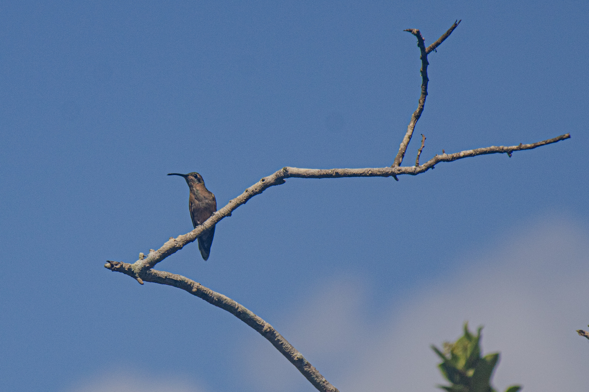 White-tailed Goldenthroat (Polytmus guainumbi), photo 2