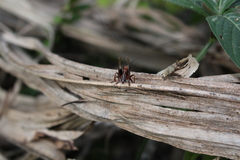 Conocephalus melaenus