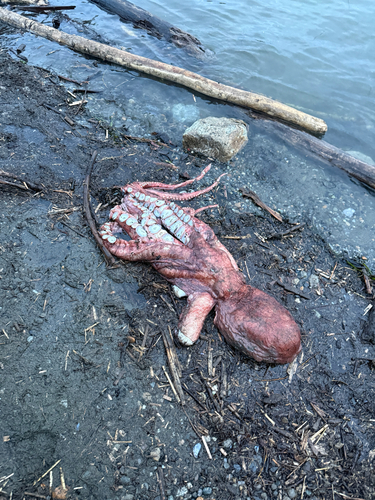 Enteroctopus dofleini