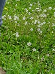 Taraxacum officinale
