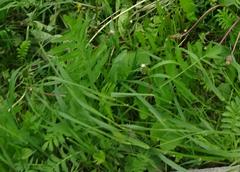 Pastinaca sativa sylvestris