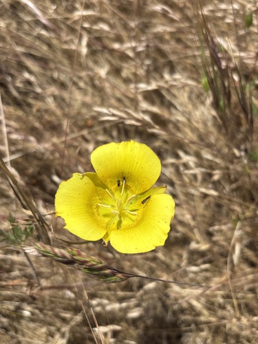 iNaturalist observation photo of Yellow Mariposa Lily