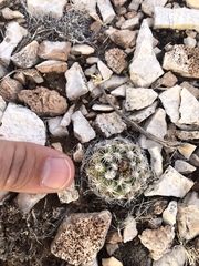 Pediocactus bradyi