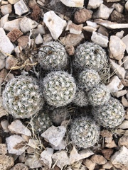 Pediocactus bradyi
