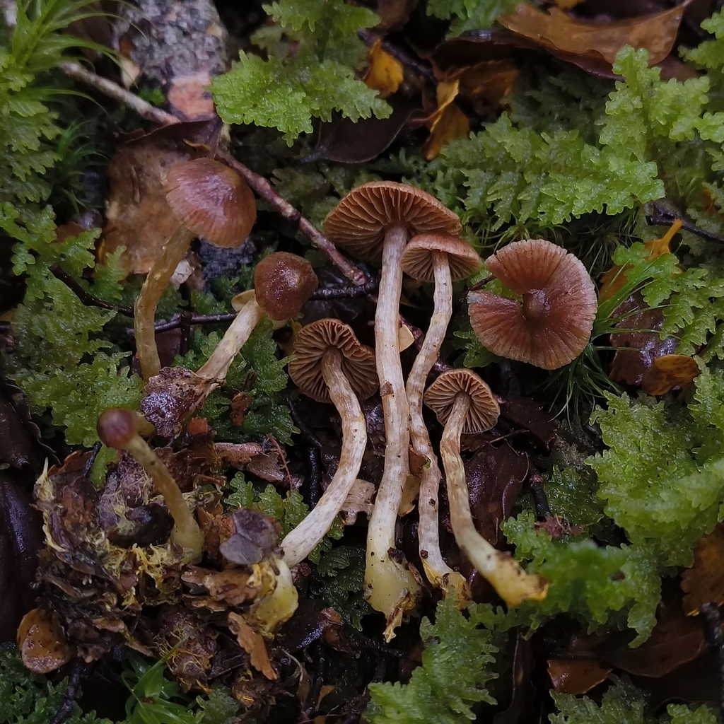 Cortinarius sp. 'nina valley'
