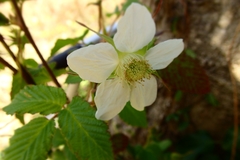Rubus hirsutus