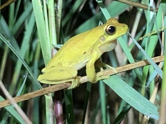 Litoria revelata