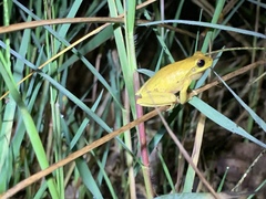 Litoria revelata