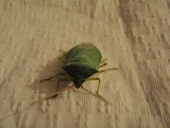 Chlorocoris rufopictus