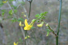 Colutea arborescens