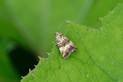 Photedes captiuncula