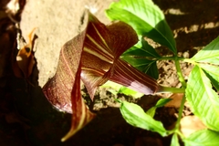 Arisaema limbatum