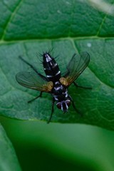 Phyllomya volvulus