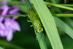 Rhogogaster punctulata
