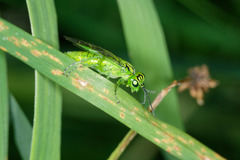 Rhogogaster punctulata