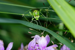 Rhogogaster punctulata