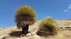 Puya raimondii