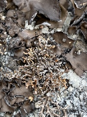 Sphaerophorus fragilis