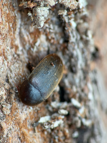 Eustrophus tomentosus photo 5