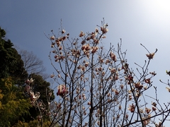 Magnolia × soulangeana