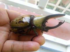 Dynastes hyllus