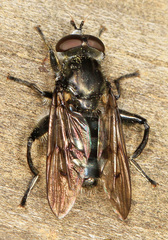 Chalcosyrphus metallifer
