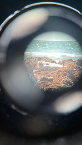 iNaturalist observation photo of Harbor Seal
