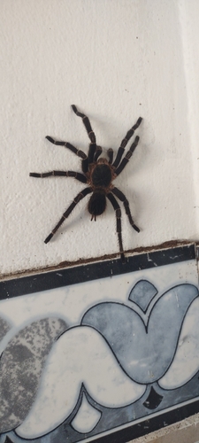 Vitalius sorocabae