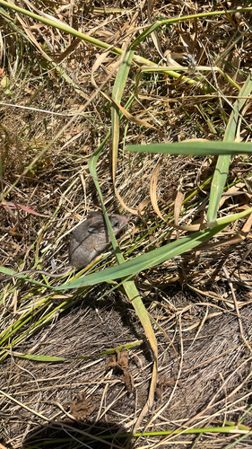 iNaturalist observation photo of North American Mice and Rats
