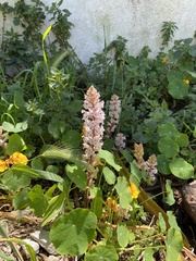 Orobanche crenata