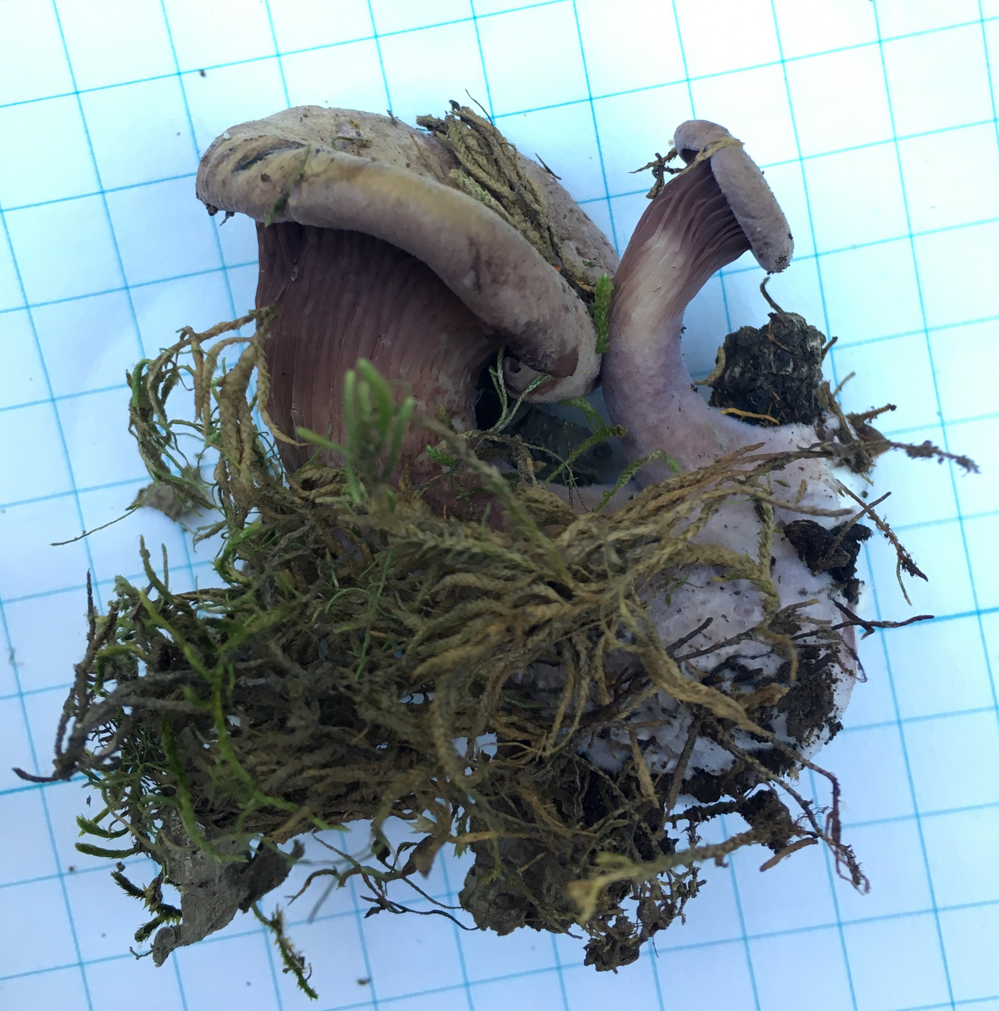Panus conchatus image
