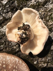 Lentinula edodes