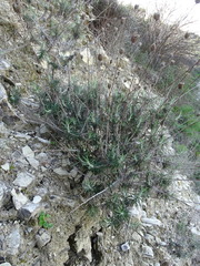 Ptilostemon chamaepeuce cyprius