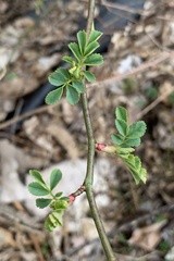 Rosa multiflora