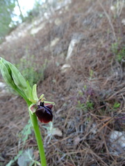 Ophrys mammosa