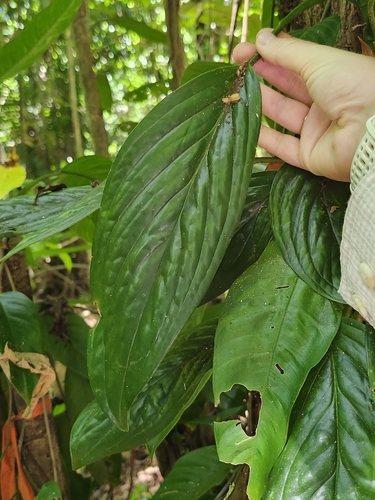 Monstera pinnatipartita, photograph 2