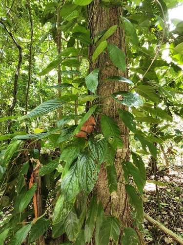 Monstera pinnatipartita, photograph 3