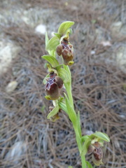 Ophrys umbilicata flavomarginata