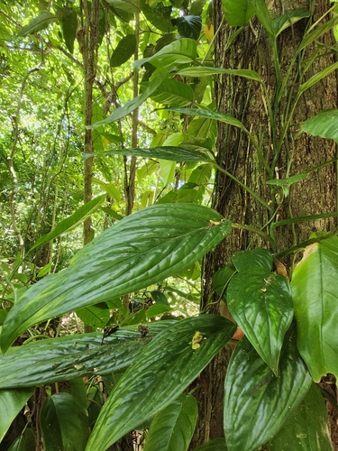 Monstera pinnatipartita, photograph 4