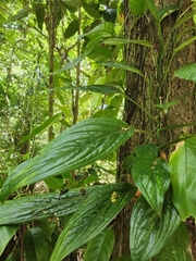 Monstera pinnatipartita, photograph (c) Ariane Roberge, some rights reserved (CC BY)