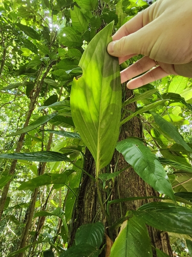 Monstera pinnatipartita, photograph 5