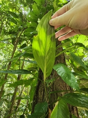 Monstera pinnatipartita, photograph (c) Ariane Roberge, some rights reserved (CC BY)