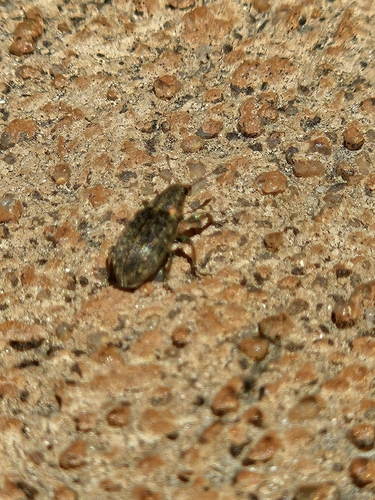 Sweetclover weevil photo 3