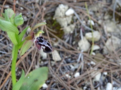 Ophrys kotschyi