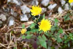 Picris japonica